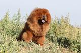 CHOW CHOW 016